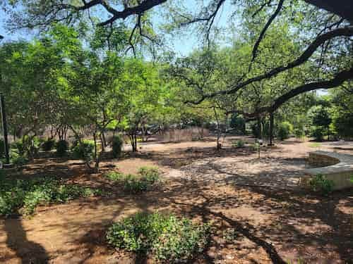 Trees in courtyard