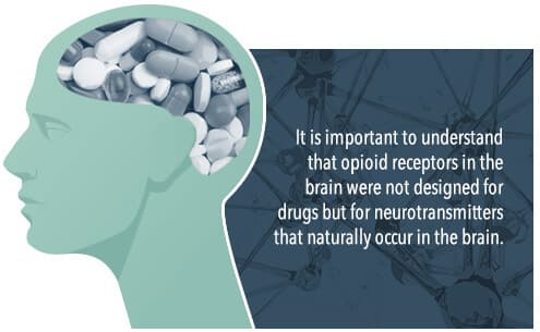 opioids and the brain