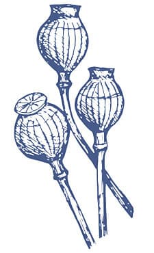 opium plant